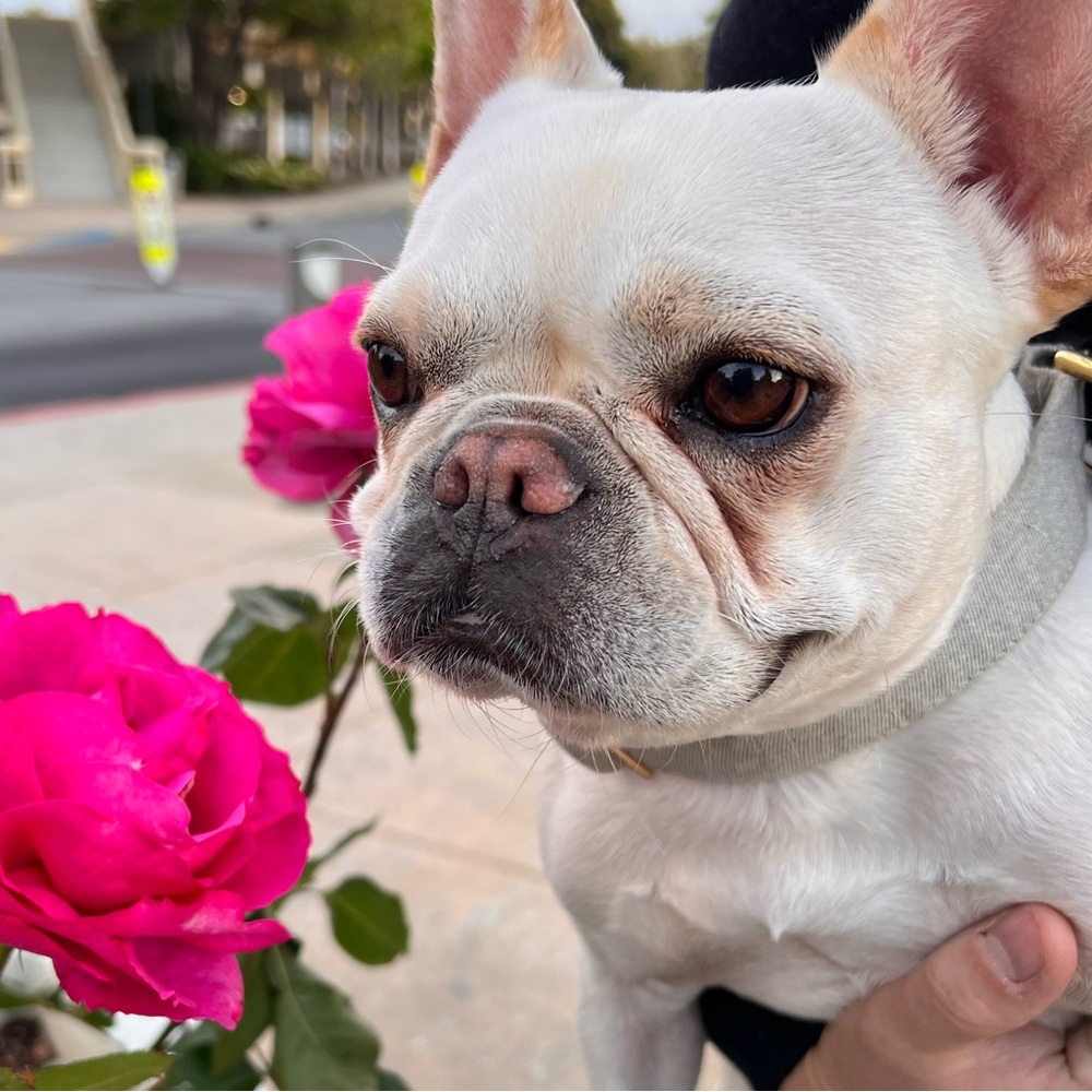 Meet your Posher, Elona